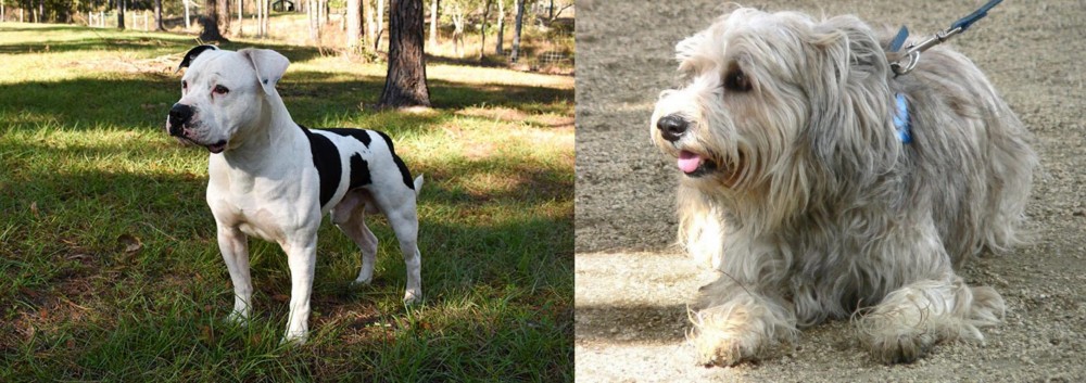 Sapsali vs American Bulldog - Breed Comparison