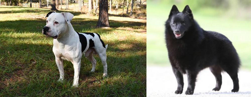 Schipperke vs American Bulldog - Breed Comparison