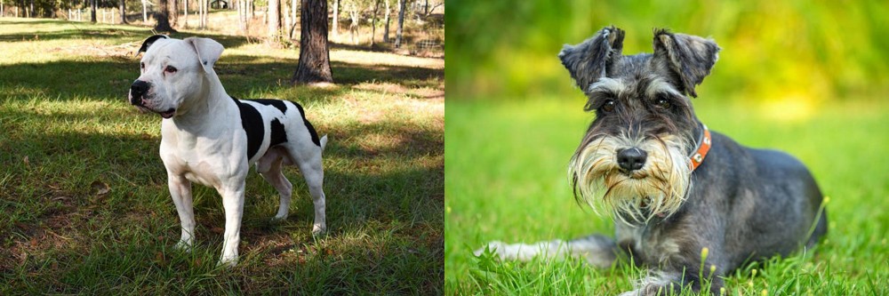Schnauzer vs American Bulldog - Breed Comparison