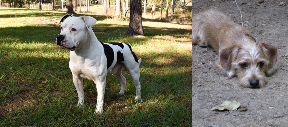 Schweenie vs American Bulldog - Breed Comparison