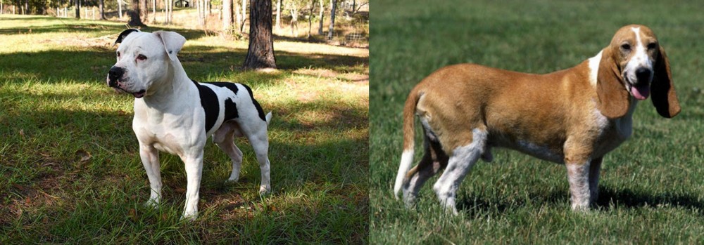 Schweizer Niederlaufhund vs American Bulldog - Breed Comparison