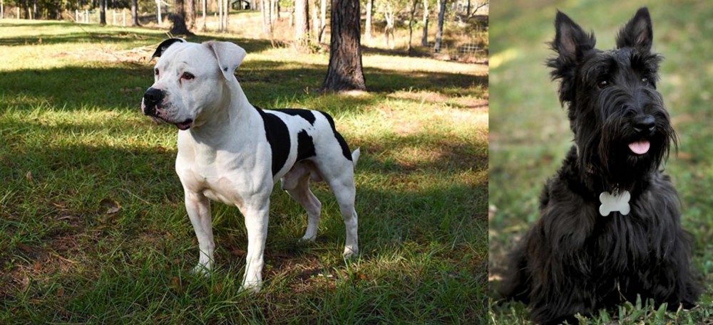Scoland Terrier vs American Bulldog - Breed Comparison
