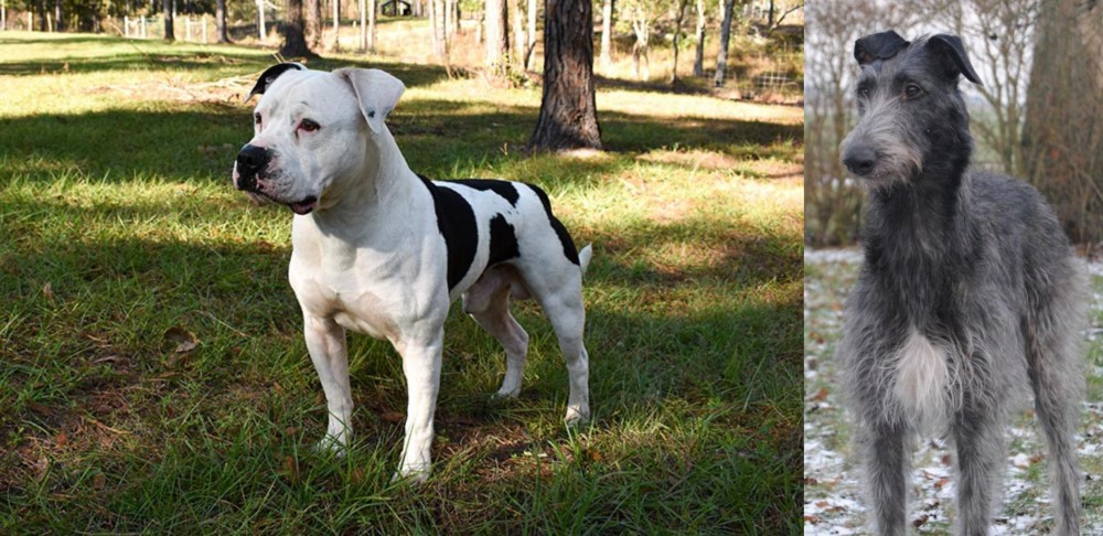 Scottish Deerhound vs American Bulldog - Breed Comparison