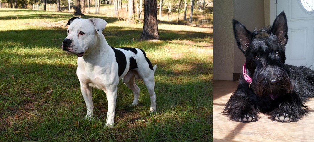 Scottish Terrier vs American Bulldog - Breed Comparison