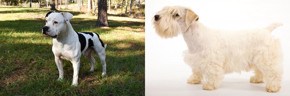 Sealyham Terrier vs American Bulldog - Breed Comparison