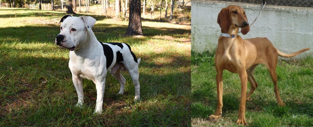 Segugio Italiano vs American Bulldog - Breed Comparison