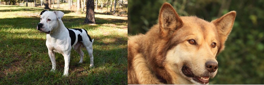 Seppala Siberian Sleddog vs American Bulldog - Breed Comparison