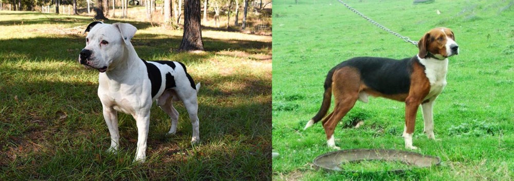 Serbian Tricolour Hound vs American Bulldog - Breed Comparison