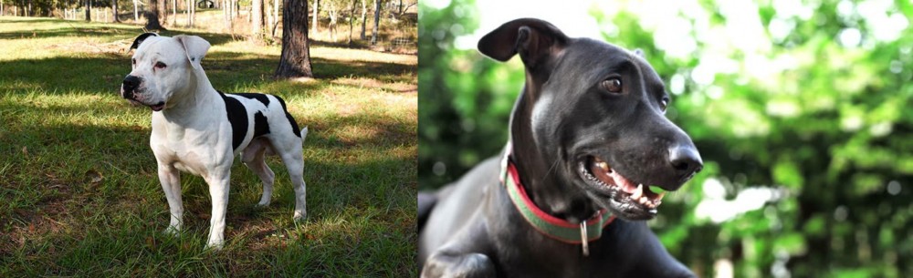 Shepard Labrador vs American Bulldog - Breed Comparison