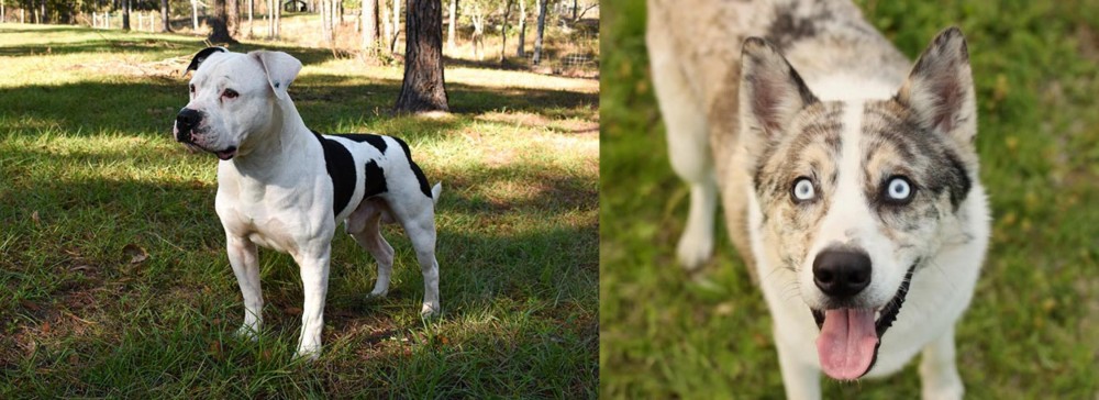 Shepherd Husky vs American Bulldog - Breed Comparison