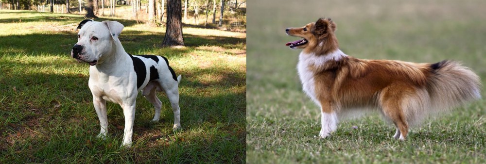 Shetland Sheepdog vs American Bulldog - Breed Comparison