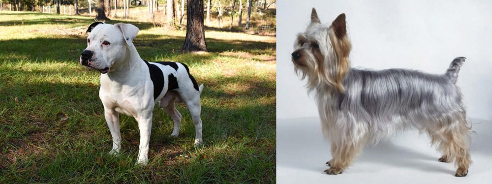 Silky Terrier vs American Bulldog - Breed Comparison