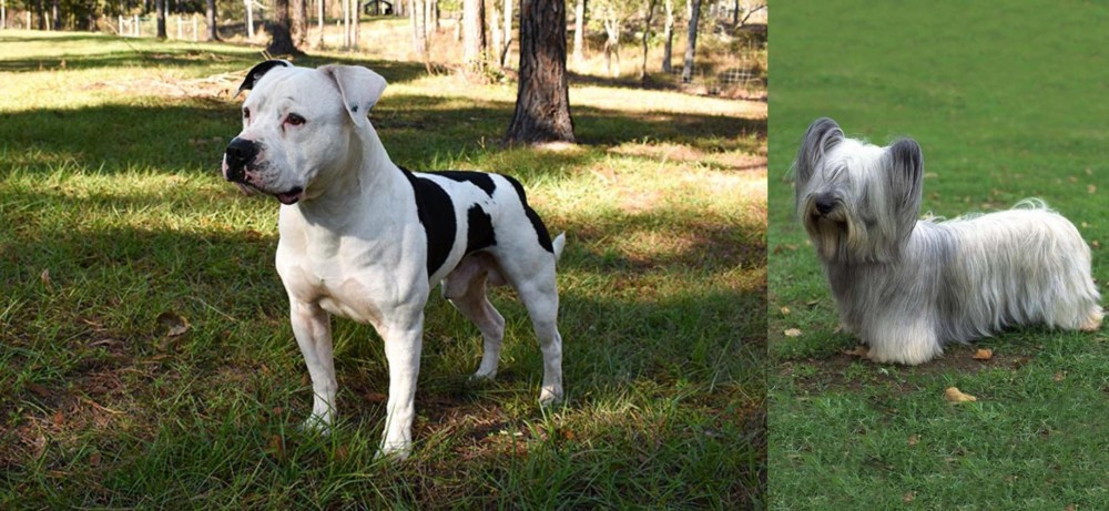 Skye Terrier vs American Bulldog - Breed Comparison