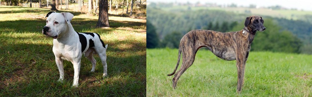 Sloughi vs American Bulldog - Breed Comparison