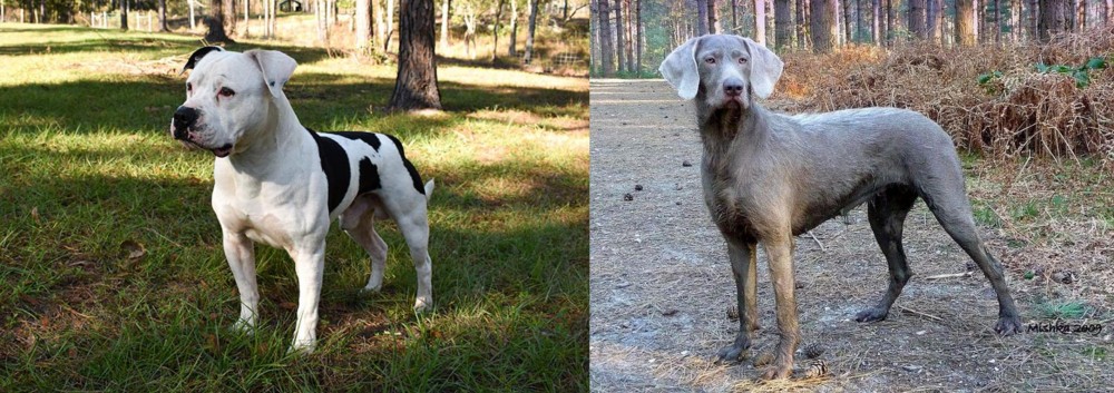 Slovensky Hrubosrsty Stavac vs American Bulldog - Breed Comparison