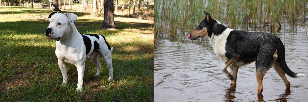 Smooth Collie vs American Bulldog - Breed Comparison