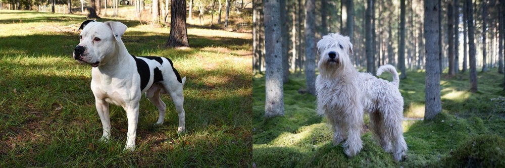 Soft-Coated Wheaten Terrier vs American Bulldog - Breed Comparison