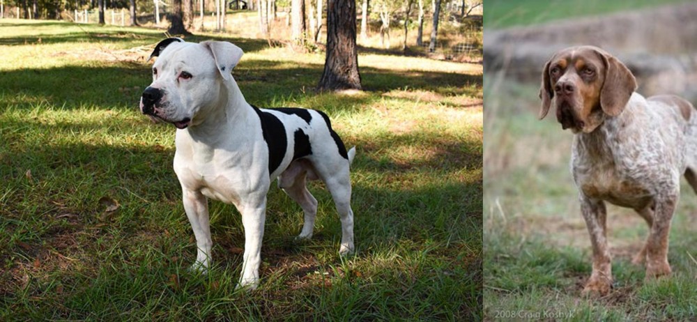 Spanish Pointer vs American Bulldog - Breed Comparison