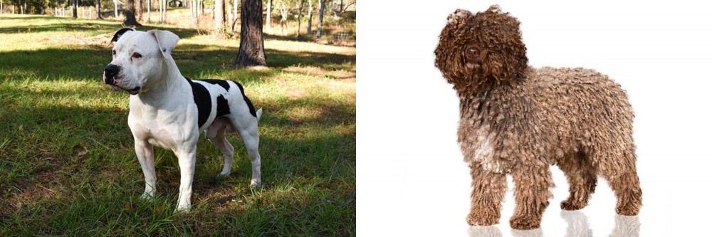 Spanish Water Dog vs American Bulldog - Breed Comparison