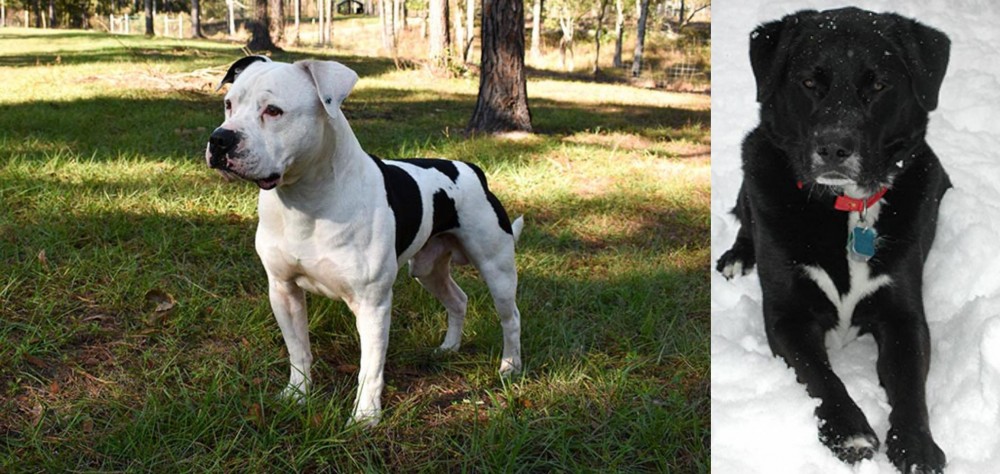 St. John's Water Dog vs American Bulldog - Breed Comparison