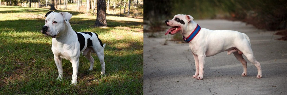 Staffordshire Bull Terrier vs American Bulldog - Breed Comparison