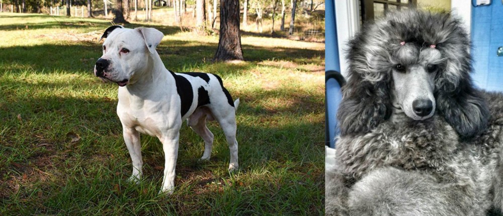 Standard Poodle vs American Bulldog - Breed Comparison