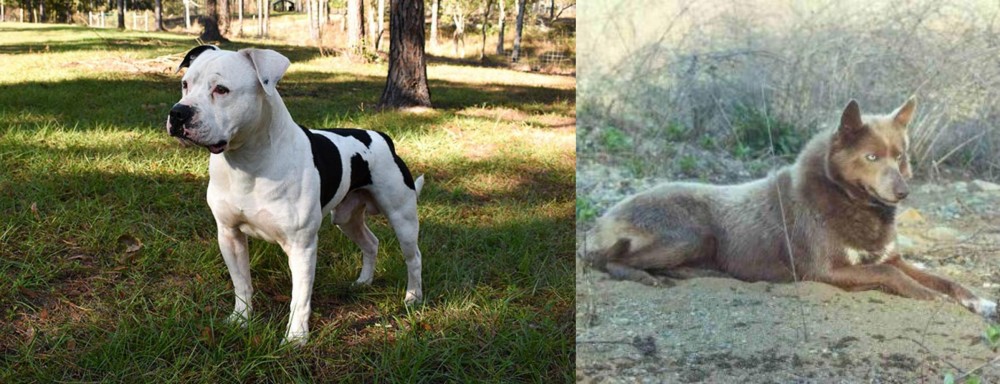Tahltan Bear Dog vs American Bulldog - Breed Comparison