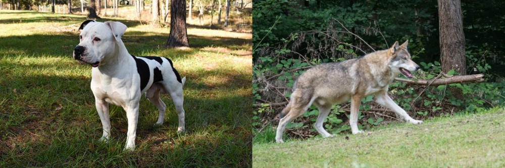 Tamaskan vs American Bulldog - Breed Comparison