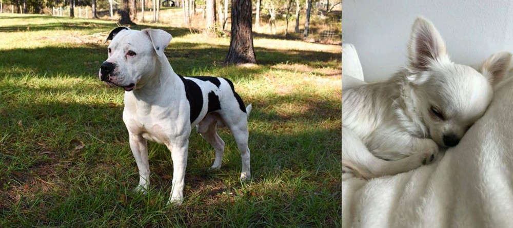 Tea Cup Chihuahua vs American Bulldog - Breed Comparison