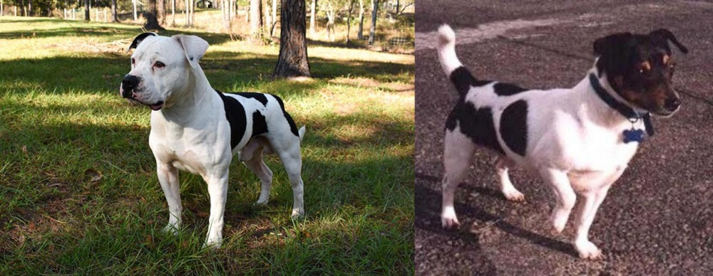 Teddy Roosevelt Terrier vs American Bulldog - Breed Comparison