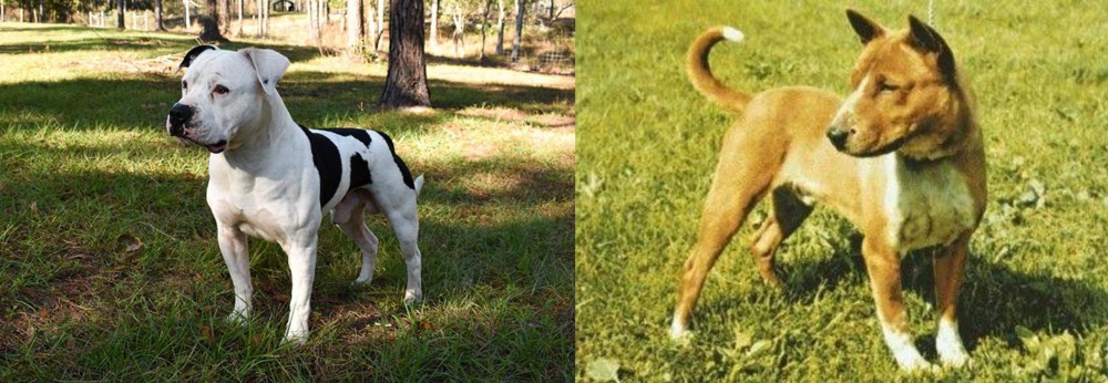 Telomian vs American Bulldog - Breed Comparison