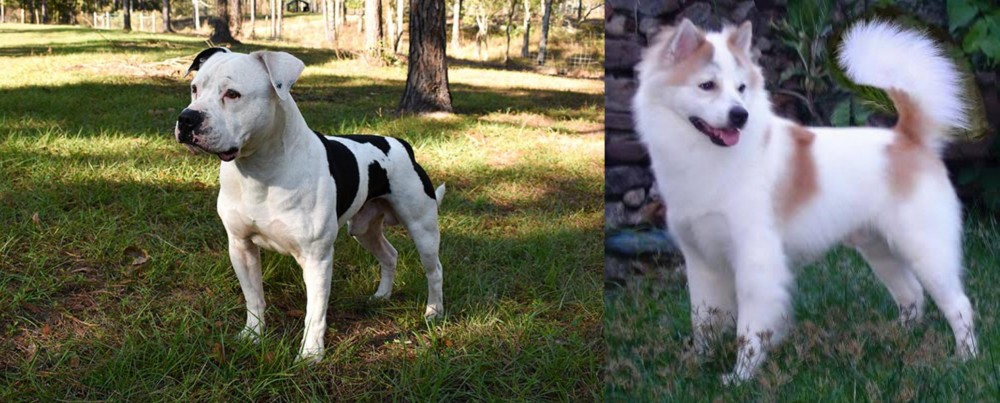 Thai Bangkaew vs American Bulldog - Breed Comparison