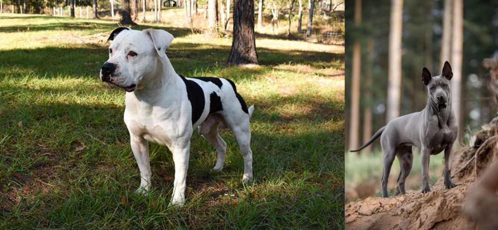Thai Ridgeback vs American Bulldog - Breed Comparison