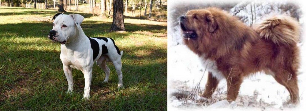 Tibetan Kyi Apso vs American Bulldog - Breed Comparison