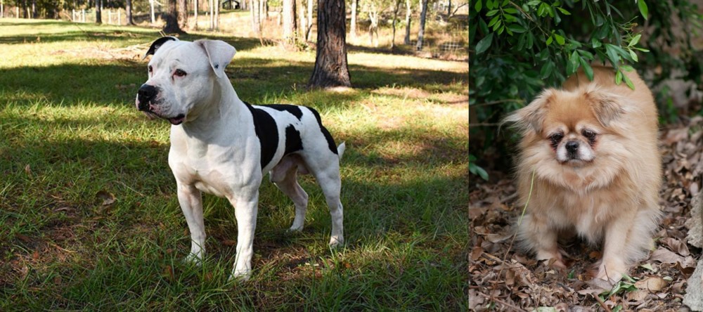 Tibetan Spaniel vs American Bulldog - Breed Comparison