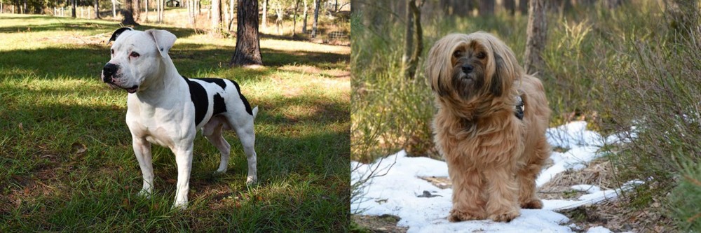 Tibetan Terrier vs American Bulldog - Breed Comparison