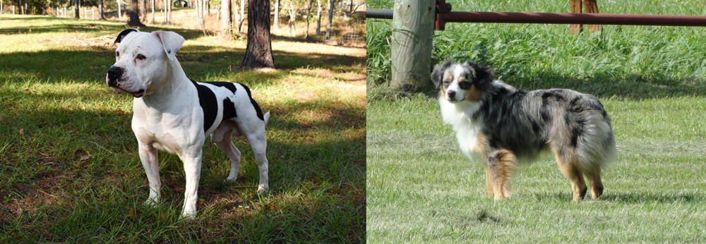 Toy Australian Shepherd vs American Bulldog - Breed Comparison
