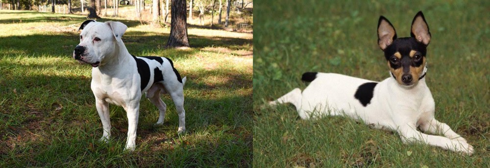 Toy Fox Terrier vs American Bulldog - Breed Comparison