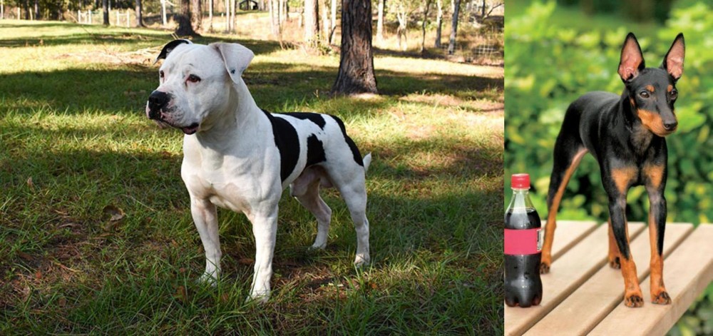 Toy Manchester Terrier vs American Bulldog - Breed Comparison