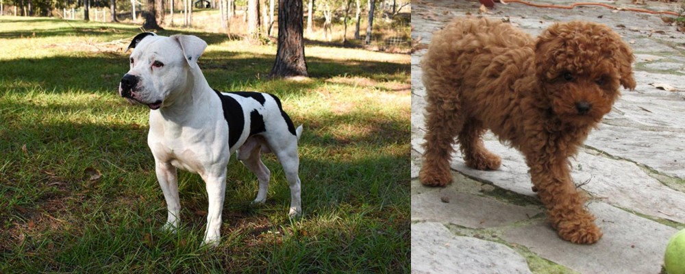 Toy Poodle vs American Bulldog - Breed Comparison