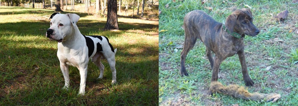 Treeing Cur vs American Bulldog - Breed Comparison
