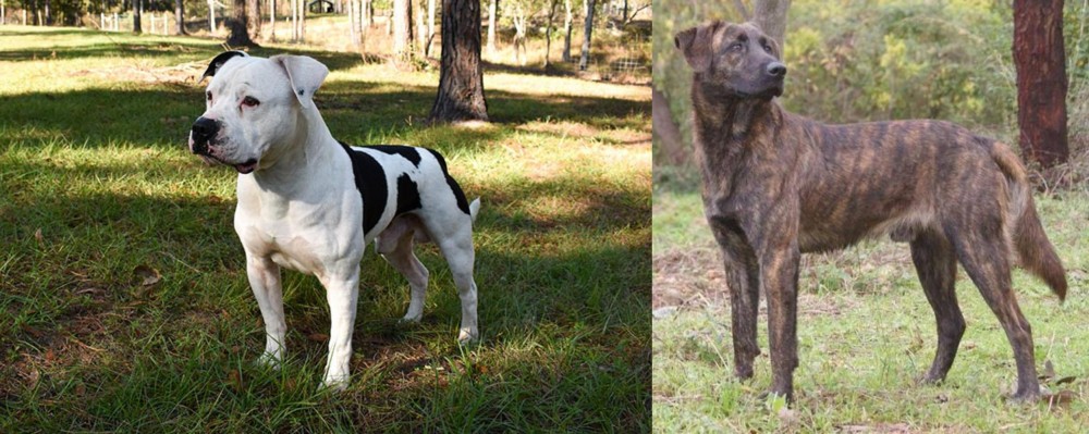 Treeing Tennessee Brindle vs American Bulldog - Breed Comparison