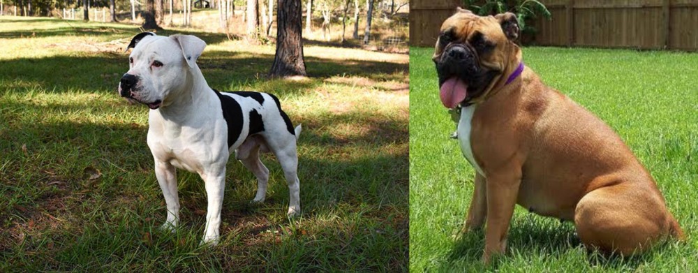 Valley Bulldog vs American Bulldog - Breed Comparison