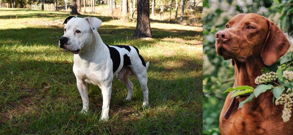 Vizsla vs American Bulldog - Breed Comparison