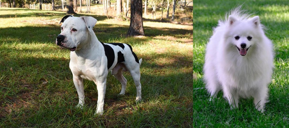 Volpino Italiano vs American Bulldog - Breed Comparison