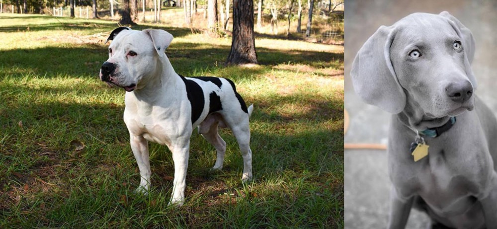Weimaraner vs American Bulldog - Breed Comparison