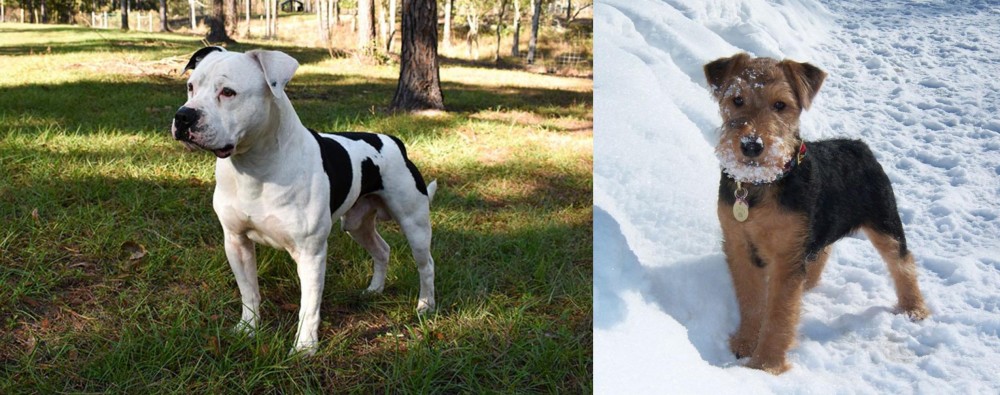 Welsh Terrier vs American Bulldog - Breed Comparison