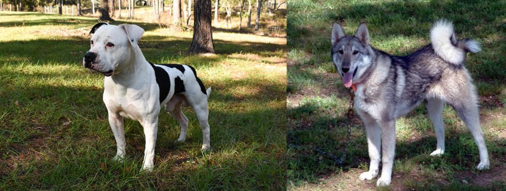 West Siberian Laika vs American Bulldog - Breed Comparison