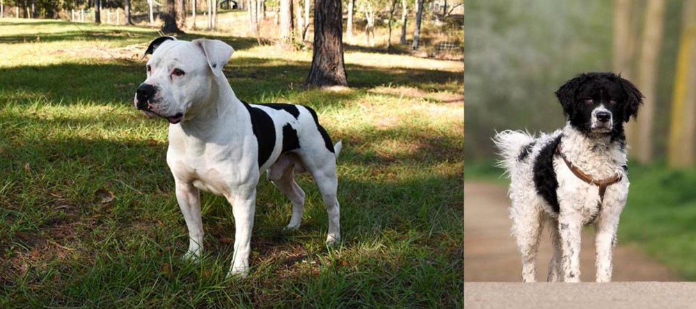 Wetterhoun vs American Bulldog - Breed Comparison