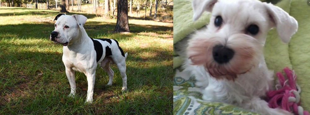 White Schnauzer vs American Bulldog - Breed Comparison